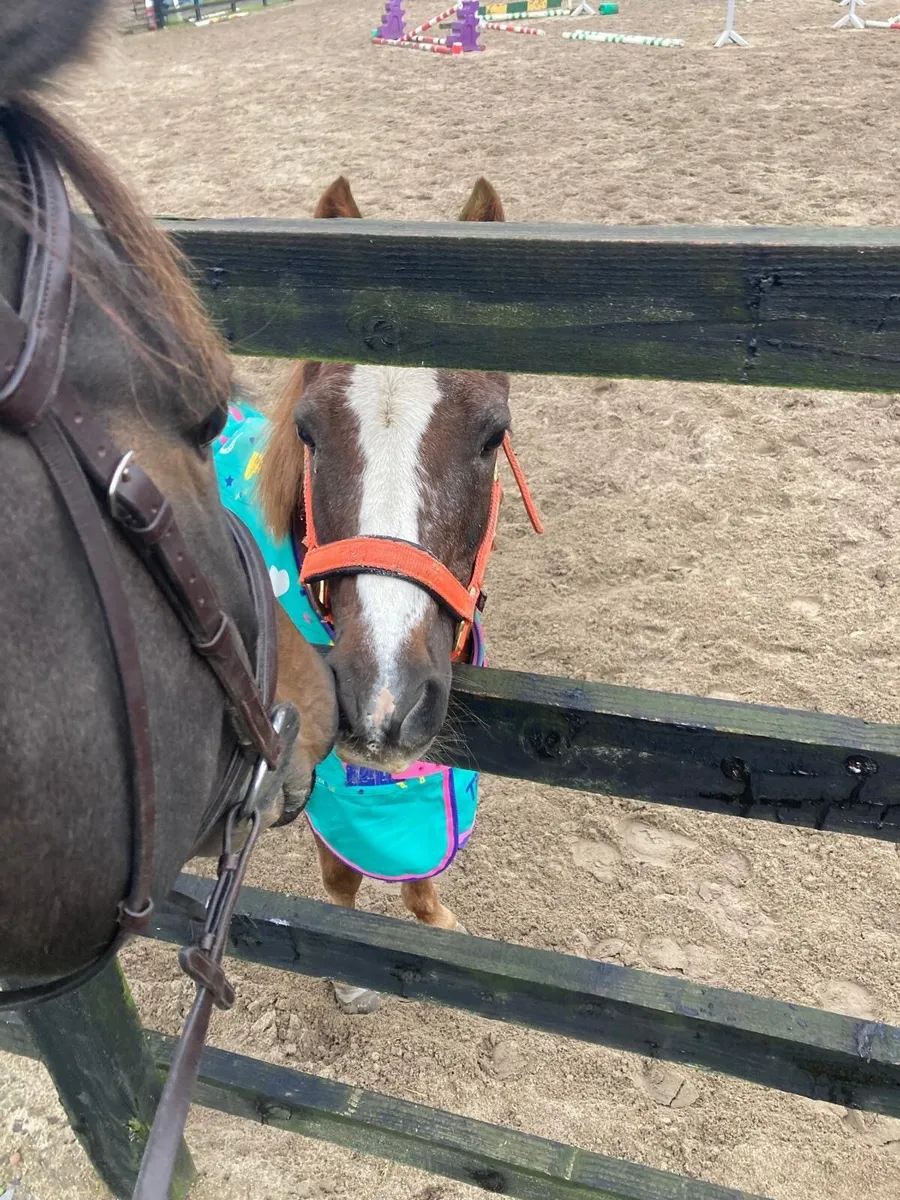 12.2hh, Strawberry Roan pony ⭐️ - Image 3