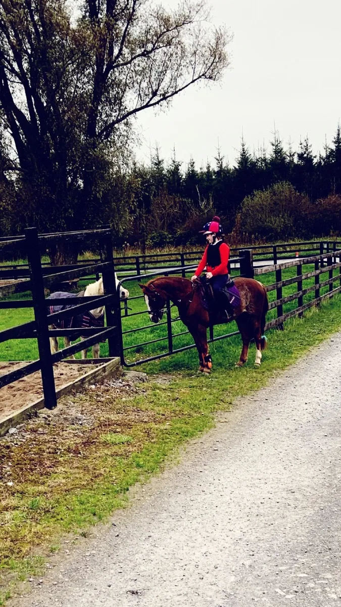 12.2hh, Strawberry Roan pony ⭐️ - Image 4