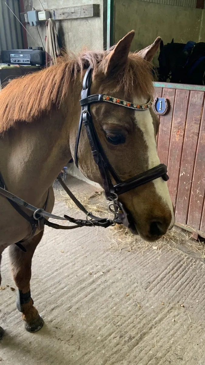 12.2hh, Strawberry Roan pony ⭐️ - Image 1