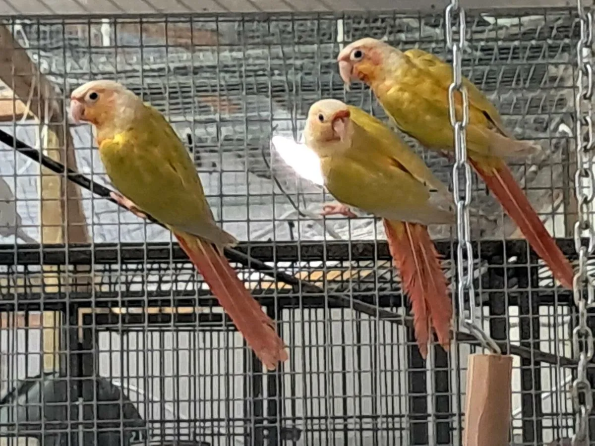 Parrots - Image 2