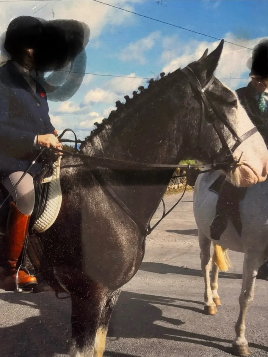 17.2  pure bred Clydesdale gelding - Image 1