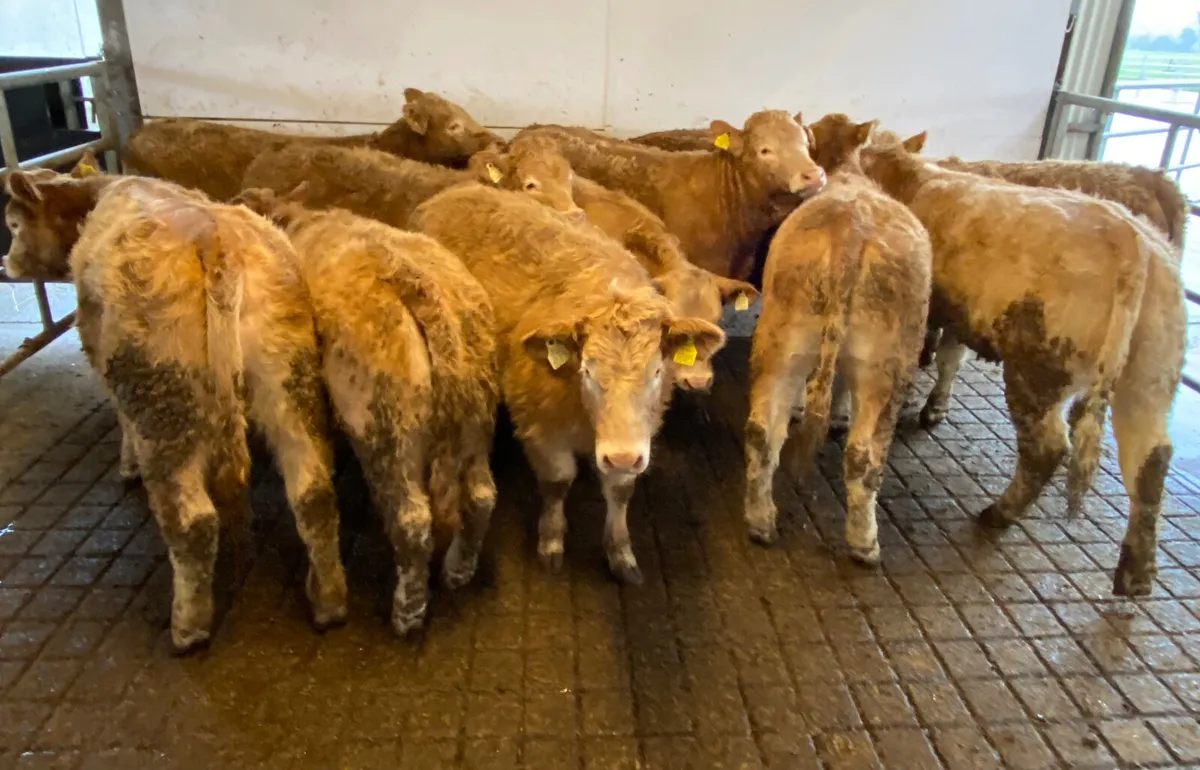 10 DONEGAL Charolais Heifers - Image 3