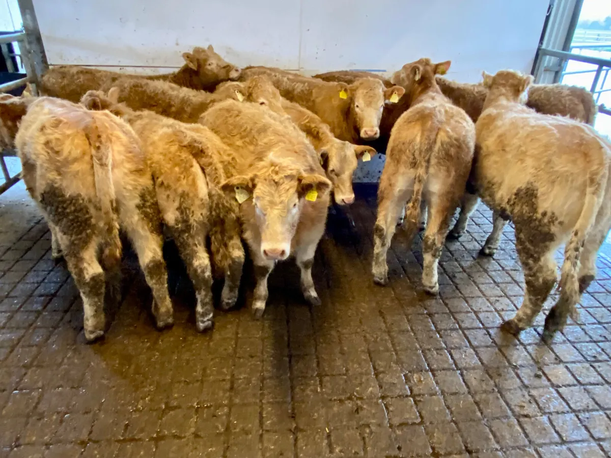 10 DONEGAL Charolais Heifers - Image 2