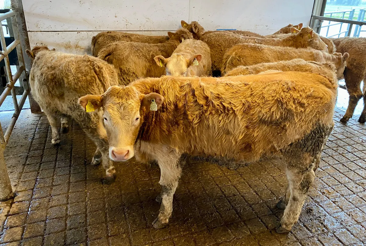 10 DONEGAL Charolais Heifers - Image 1