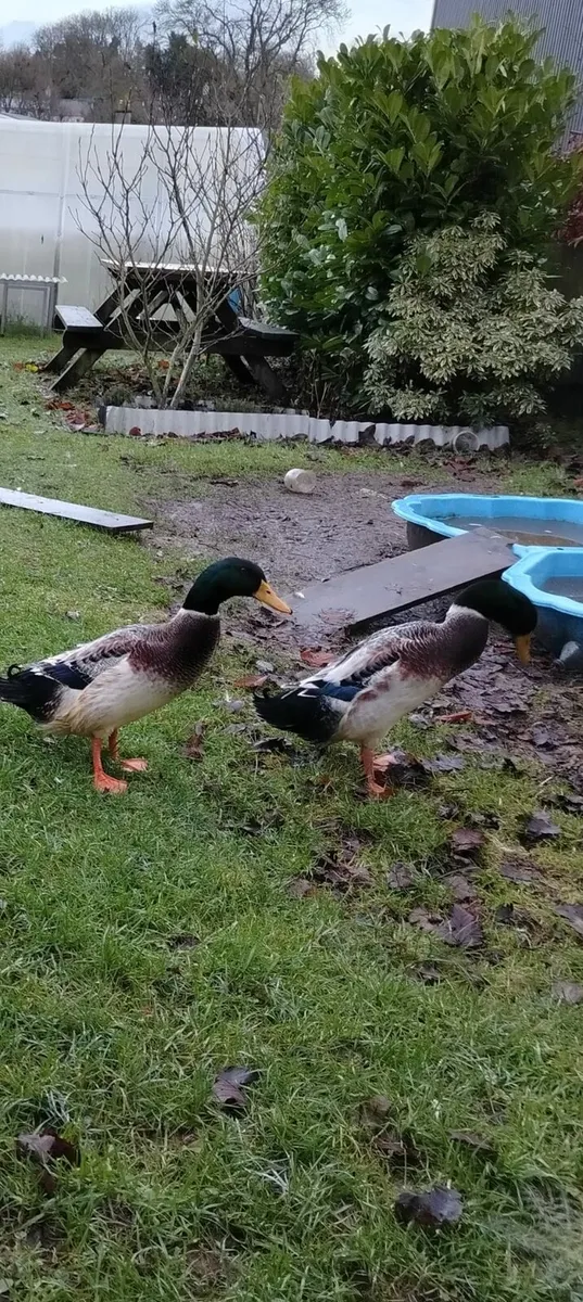 Indian runner drake - Image 1