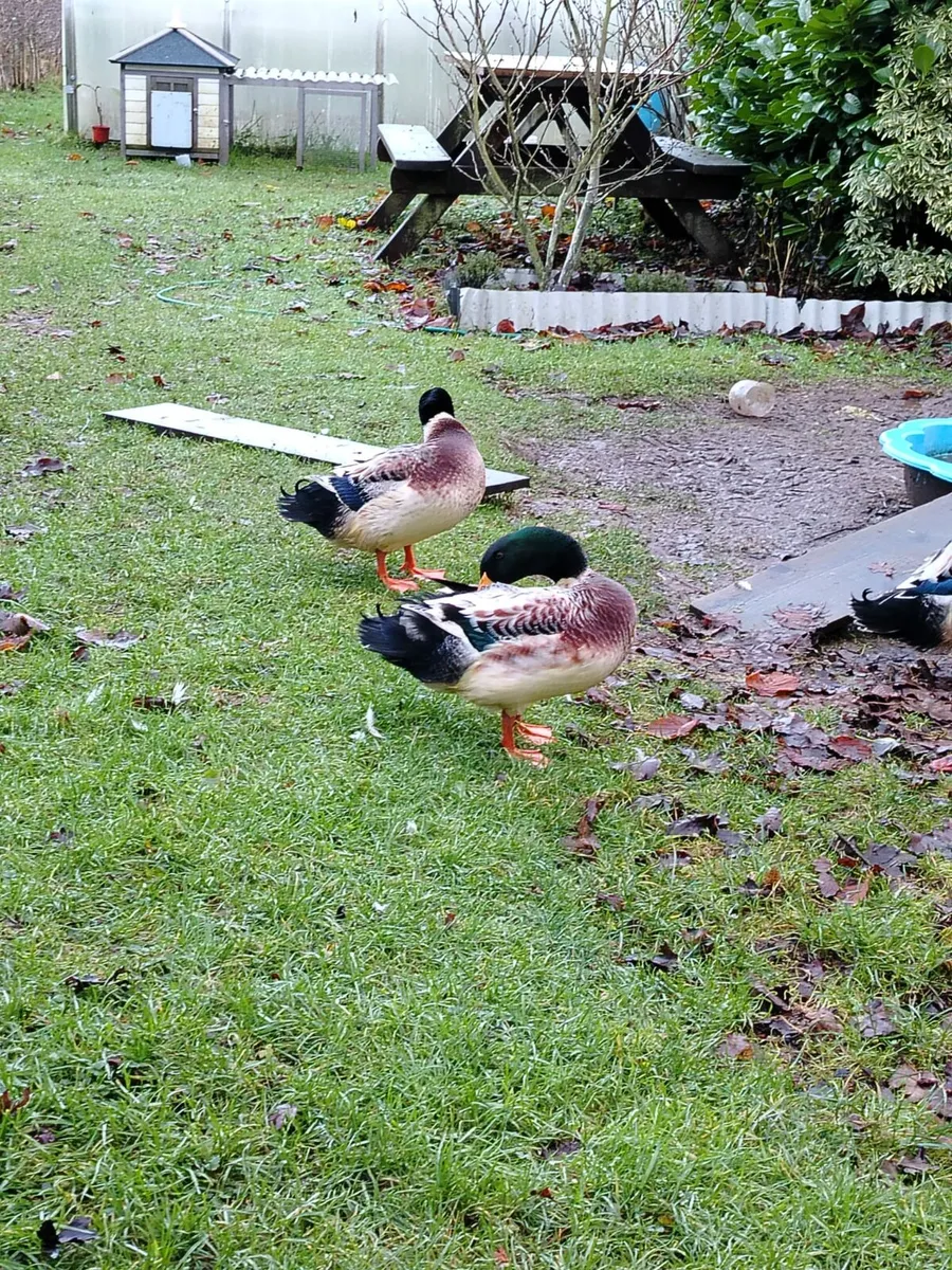 Indian runner drake - Image 2