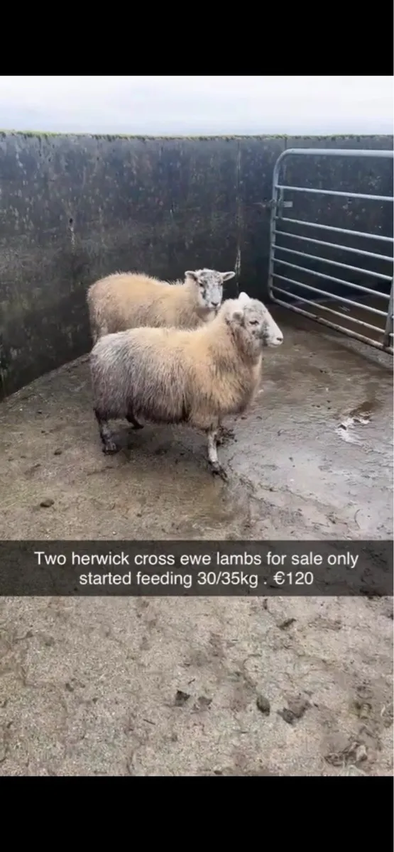 Herwick ewe lambs