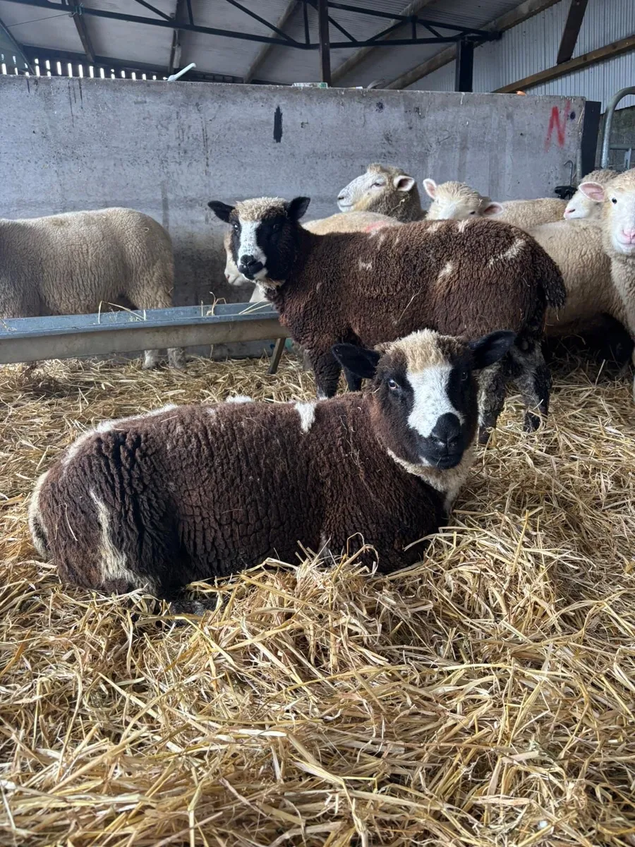 Dorset X spotted Dutch Ewe lambs - Image 1