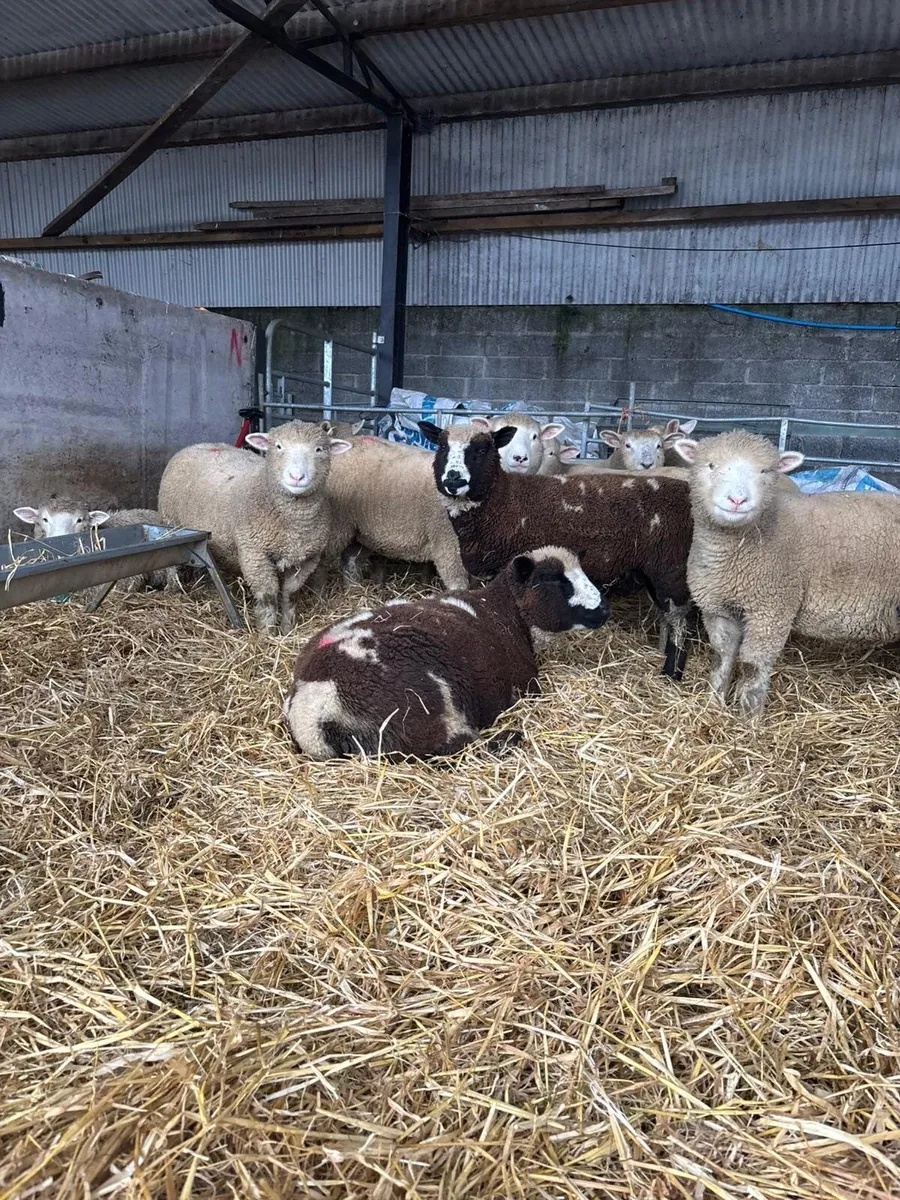 Dorset X spotted Dutch Ewe lambs - Image 2