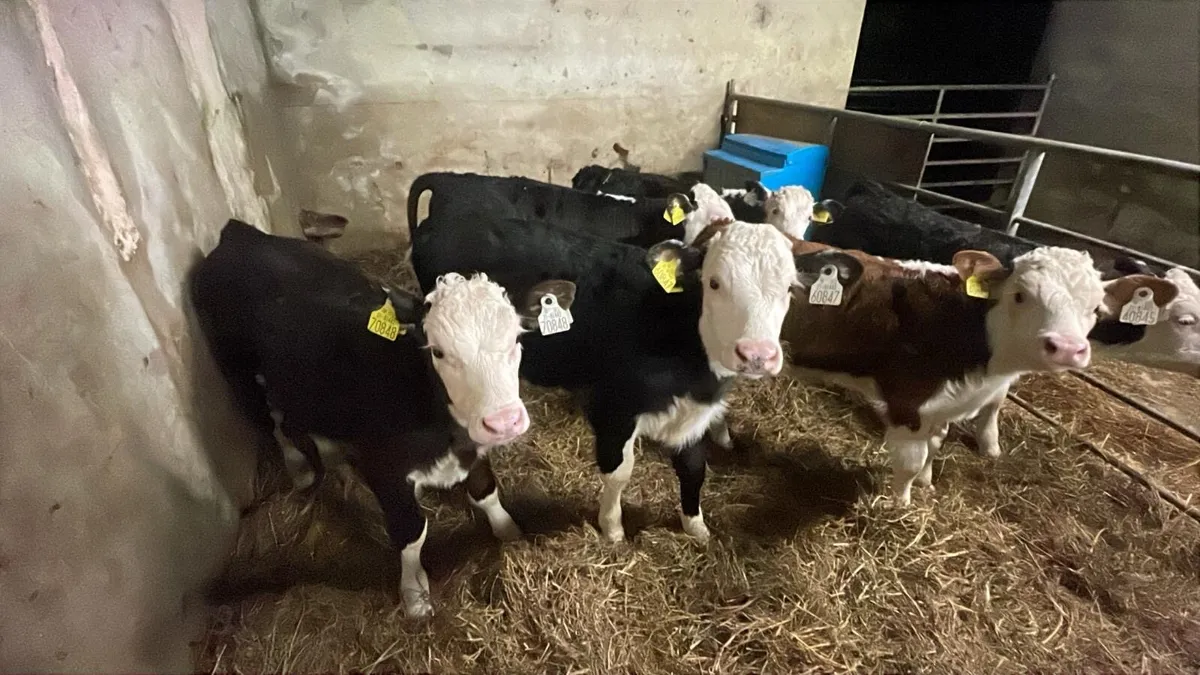 Calves - Image 1
