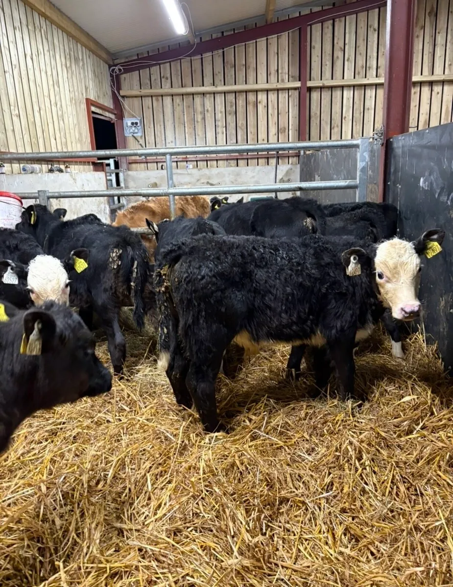 8 top quality reared calves - Image 1