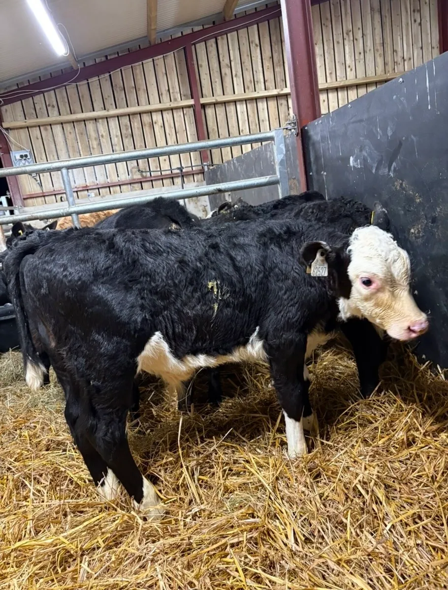 8 top quality reared calves - Image 2