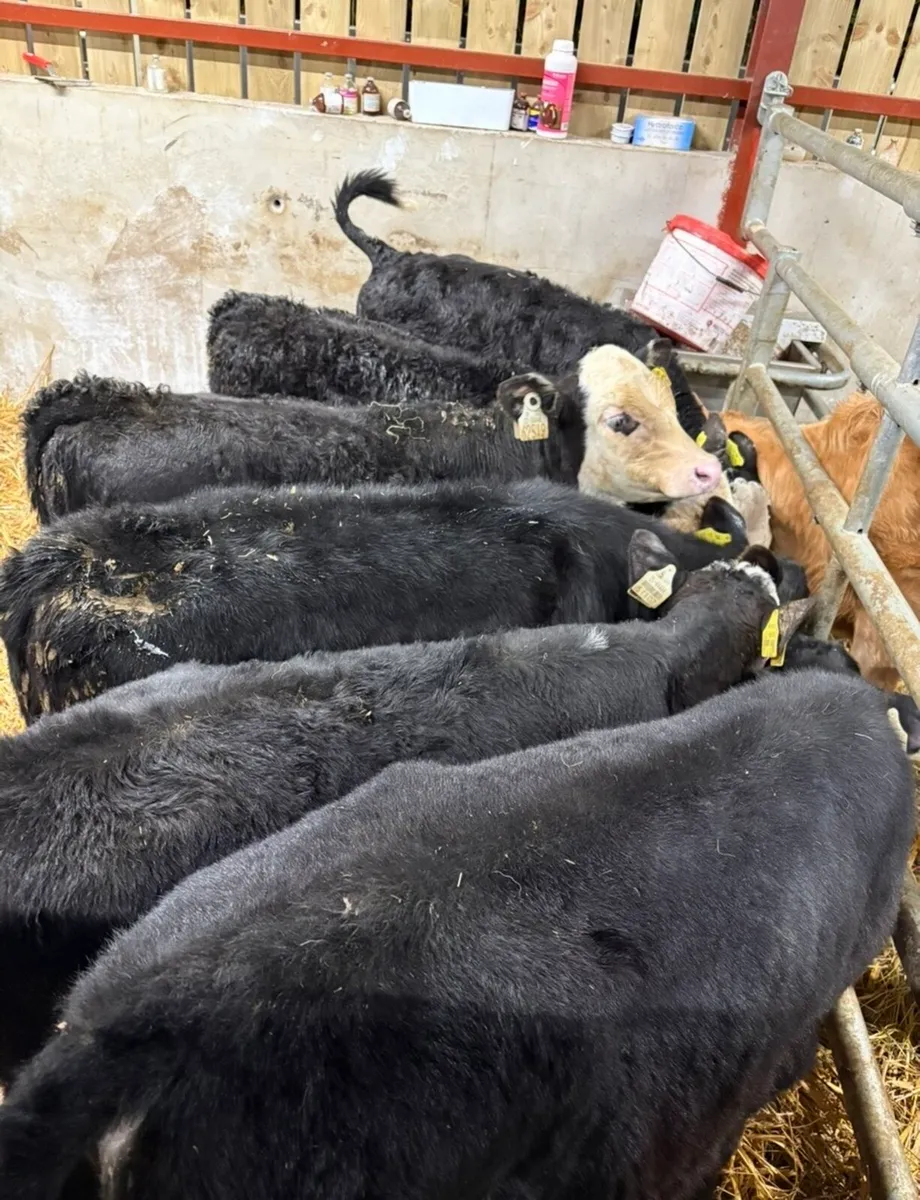 8 top quality reared calves - Image 3