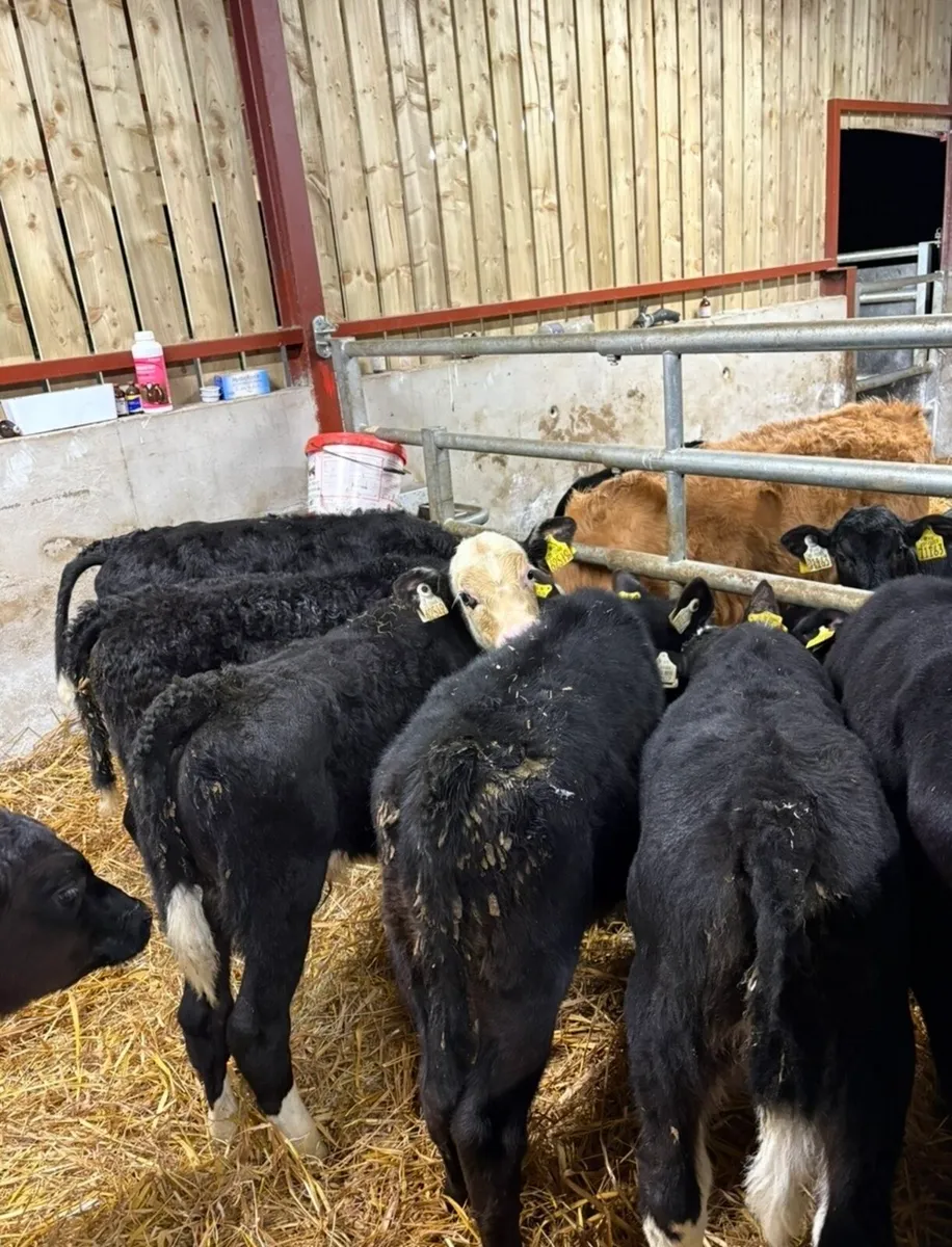 8 top quality reared calves - Image 4