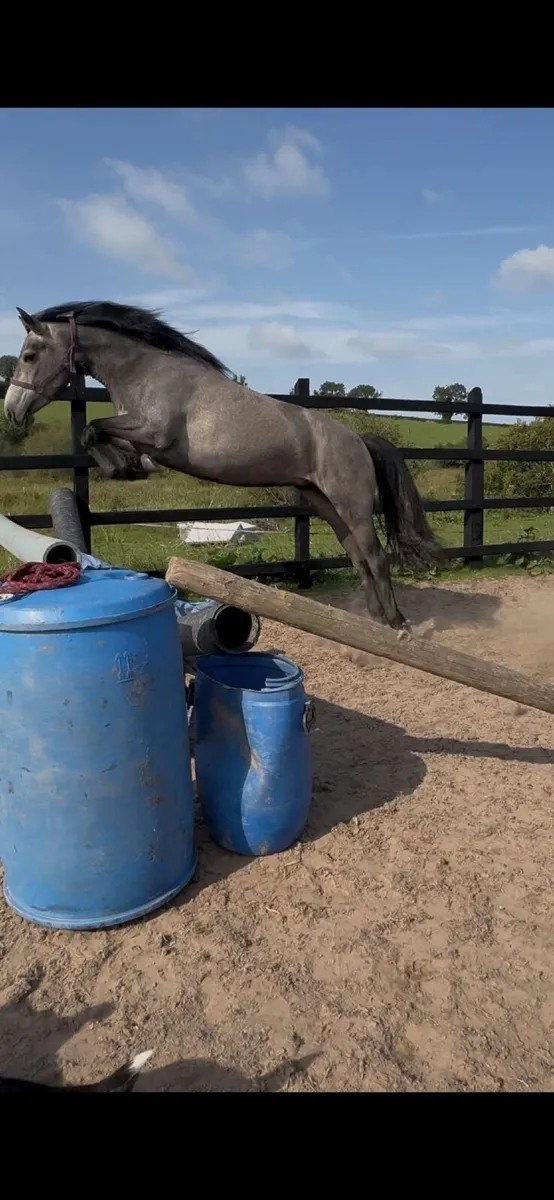 Class 1 connie mare - Image 1