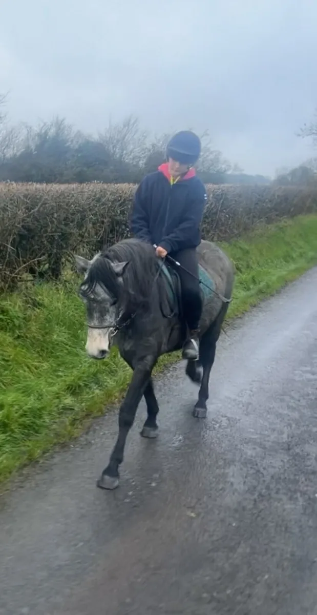 Class 1 connie mare - Image 2