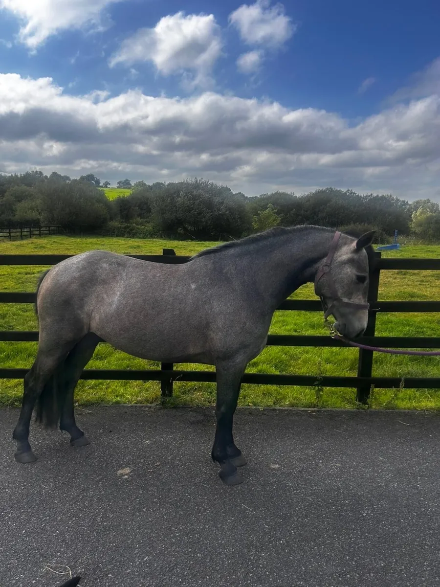 Class 1 connie mare - Image 3