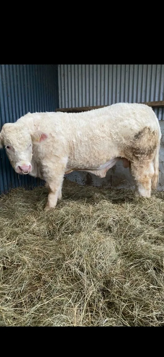 💥💥 Charolais Bulls 💥💥 - Image 1