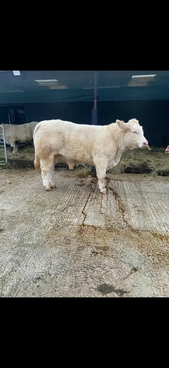 💥💥 Charolais Bulls 💥💥 - Image 2