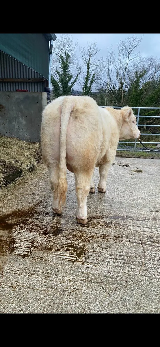 💥💥 Charolais Bulls 💥💥 - Image 3