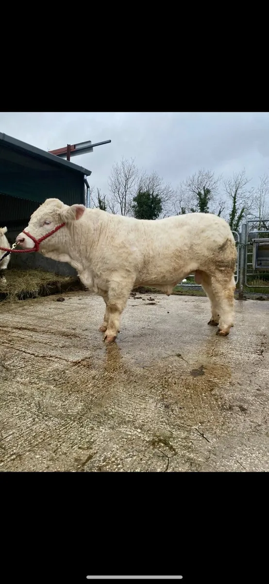 💥💥 Charolais Bulls 💥💥 - Image 4