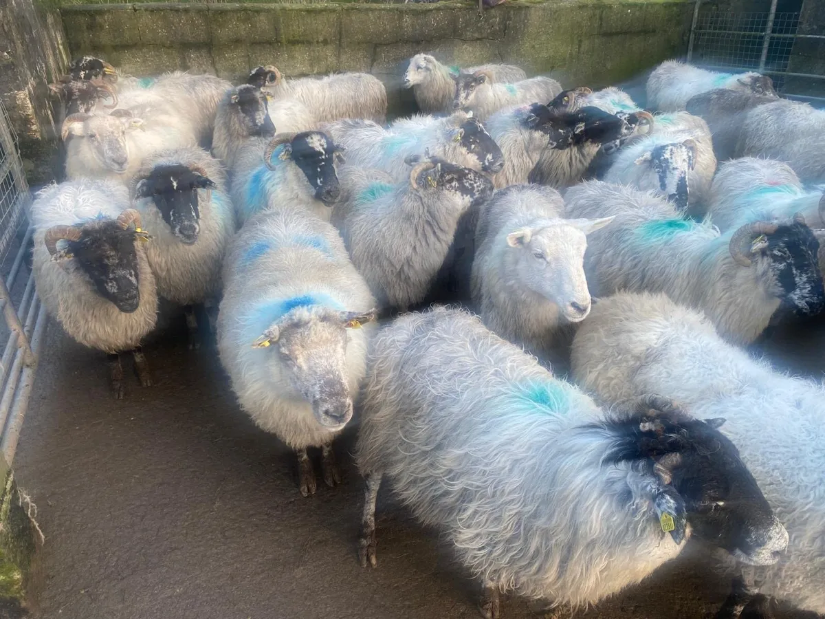 Ewes - Image 2