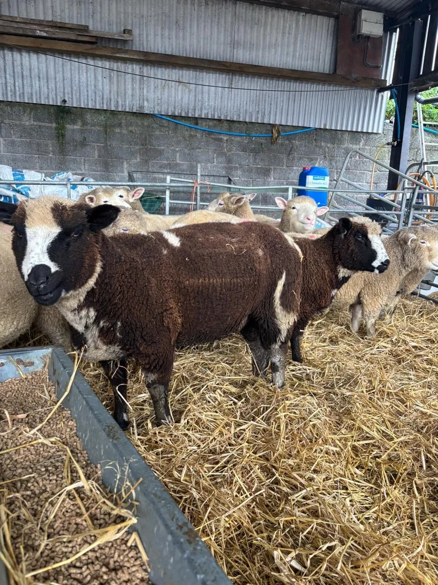 Dorset X spotted Dutch Ewe lambs - Image 3