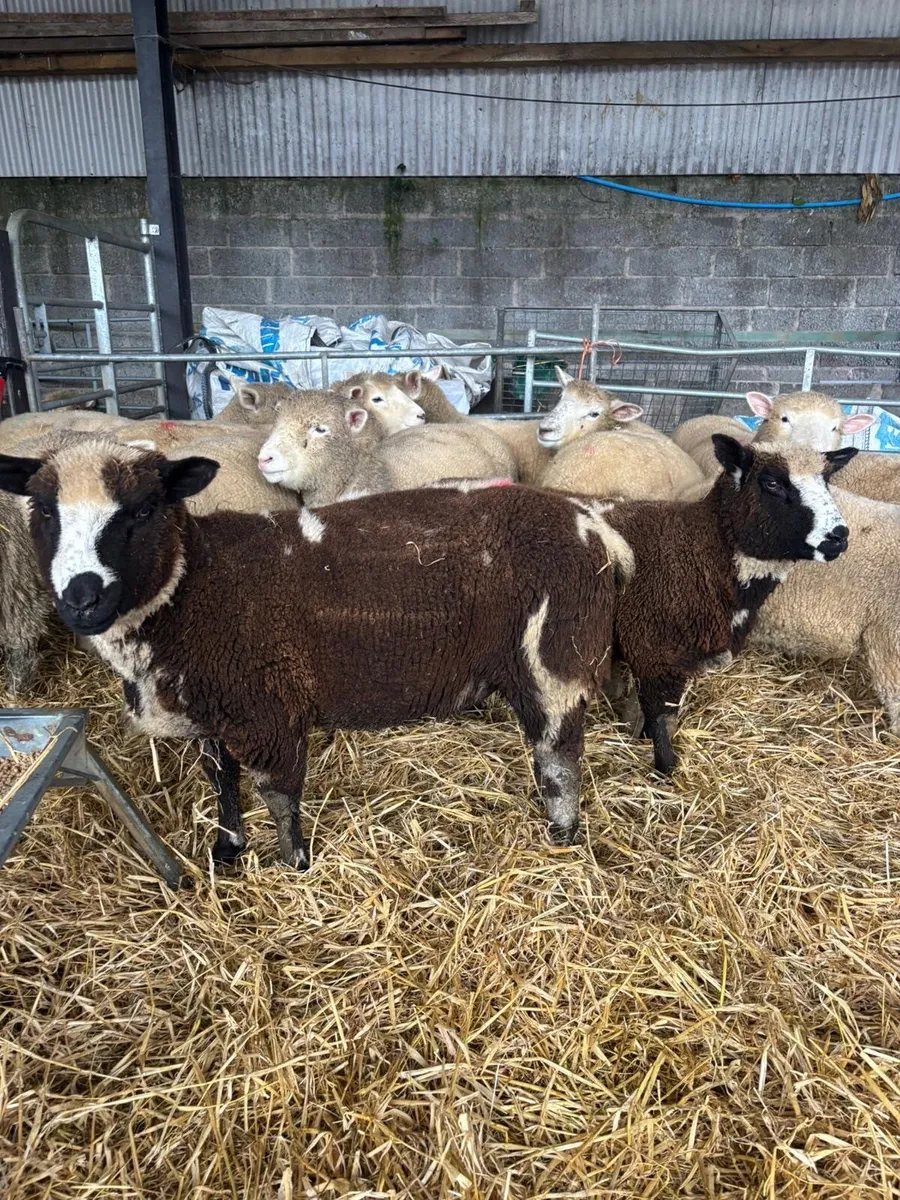 Dorset X spotted Dutch Ewe lambs - Image 4
