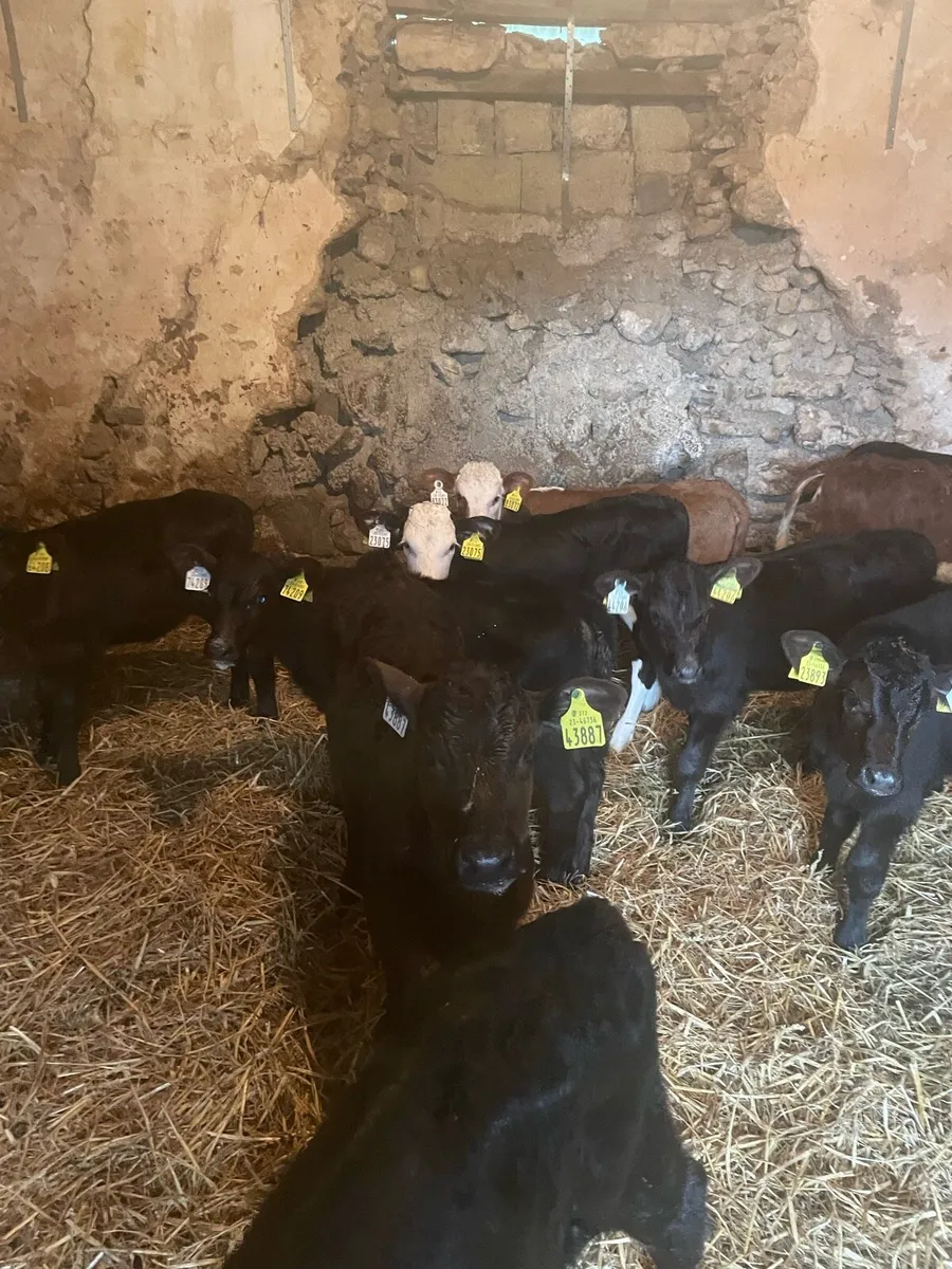 Calves - Image 1
