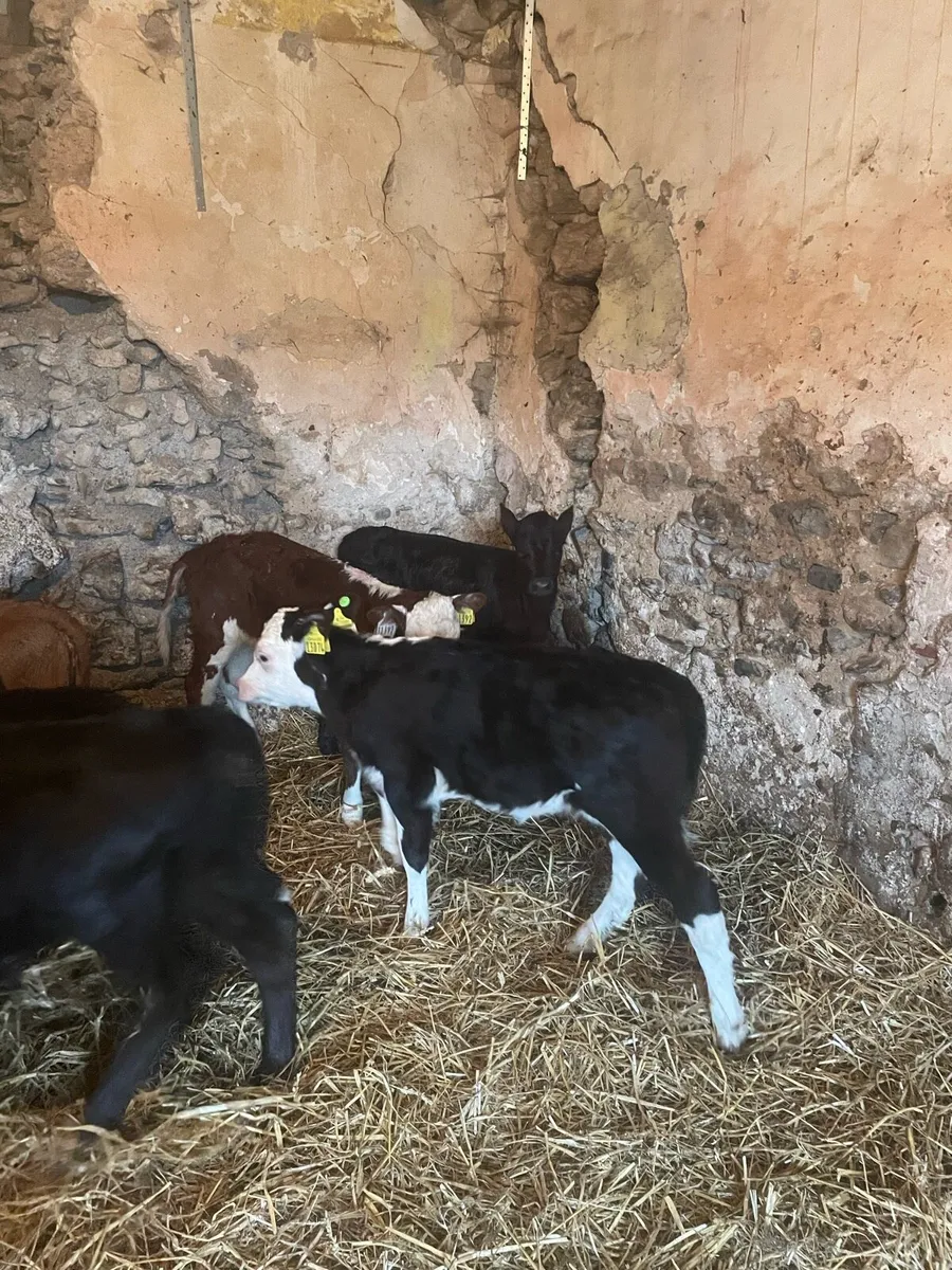 Calves - Image 2