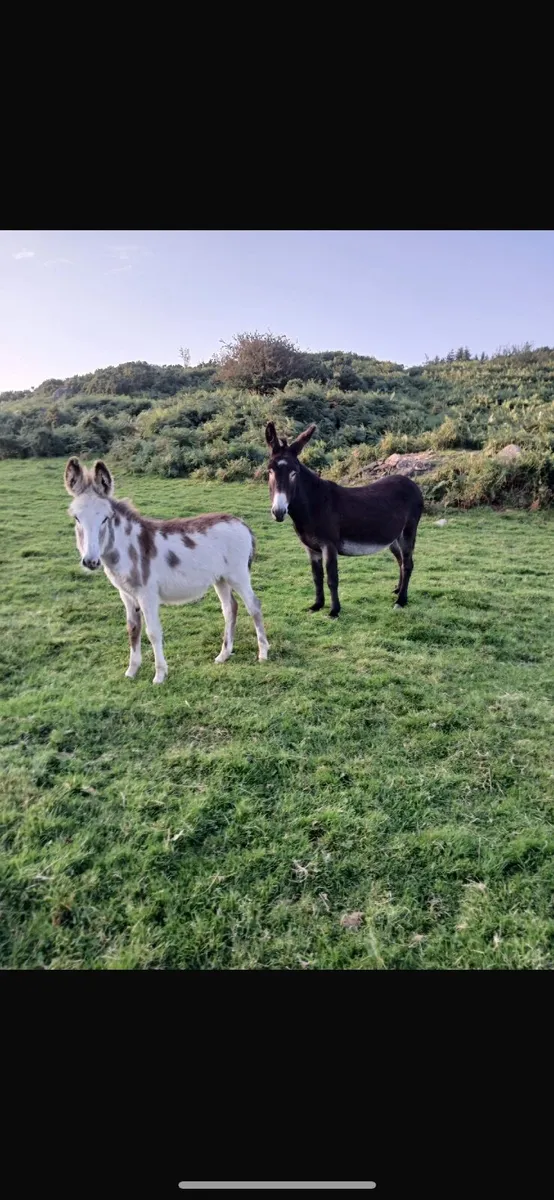 Donkey filly foal - Image 1