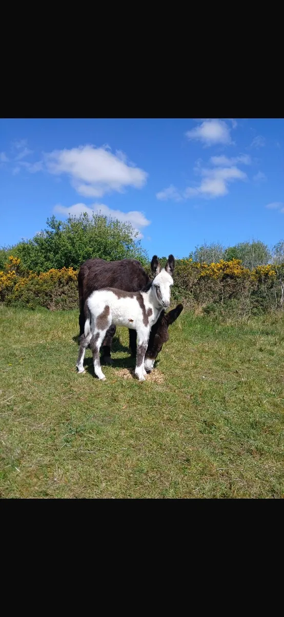 Donkey filly foal - Image 2