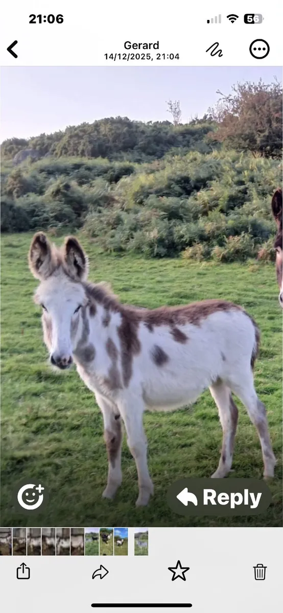 Donkey filly foal - Image 3