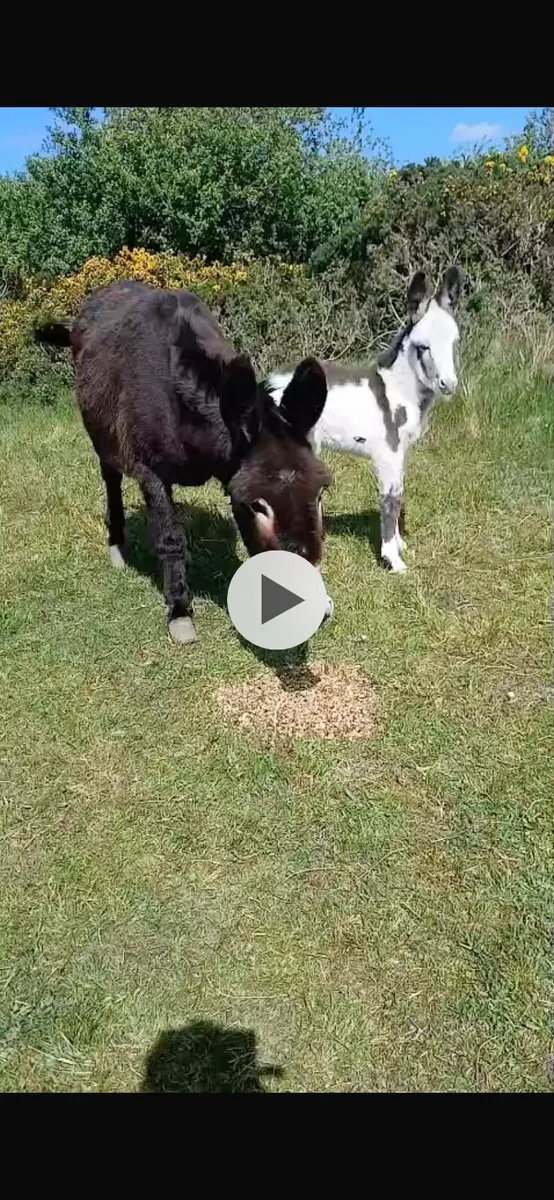 Donkey filly foal - Image 4