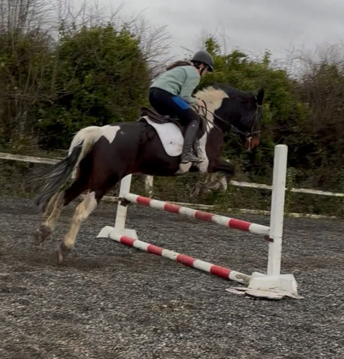 15.2h 13 year old mare - Image 1