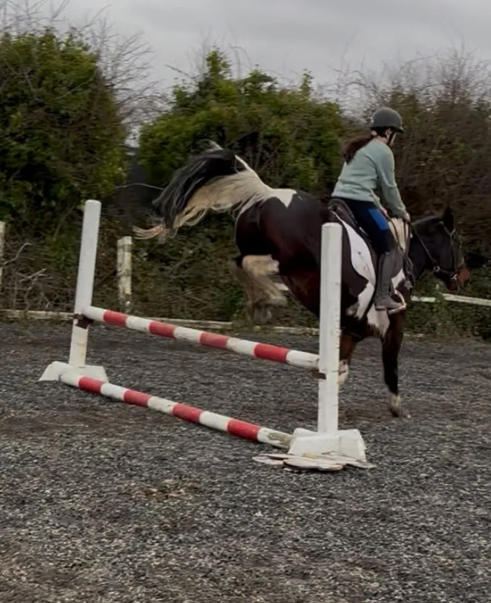 15.2h 13 year old mare - Image 2