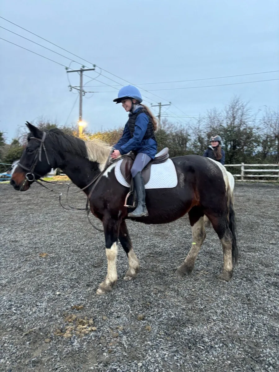 15.2h 13 year old mare - Image 3