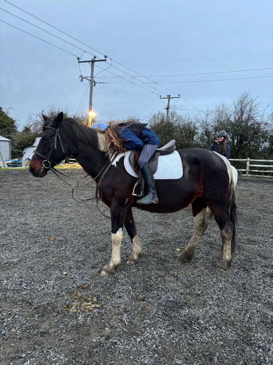 15.2h 13 year old mare - Image 4