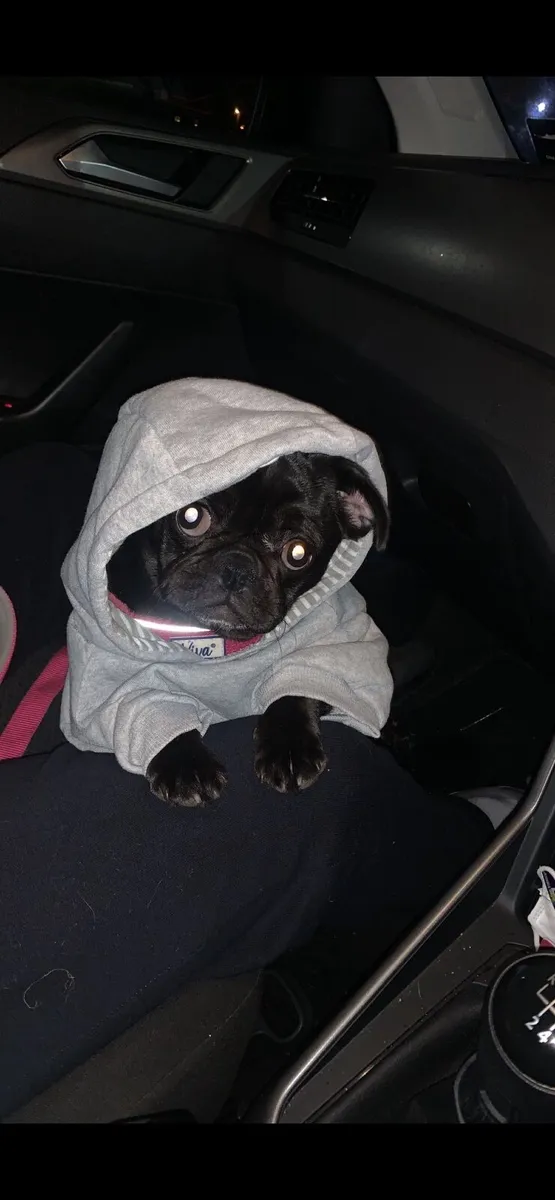 4 year old Female Pug looking for a new home - Image 1