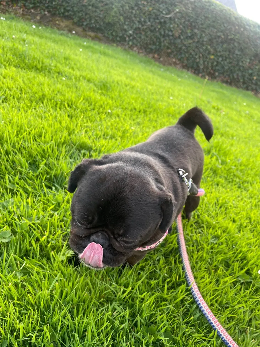 4 year old Female Pug looking for a new home - Image 2