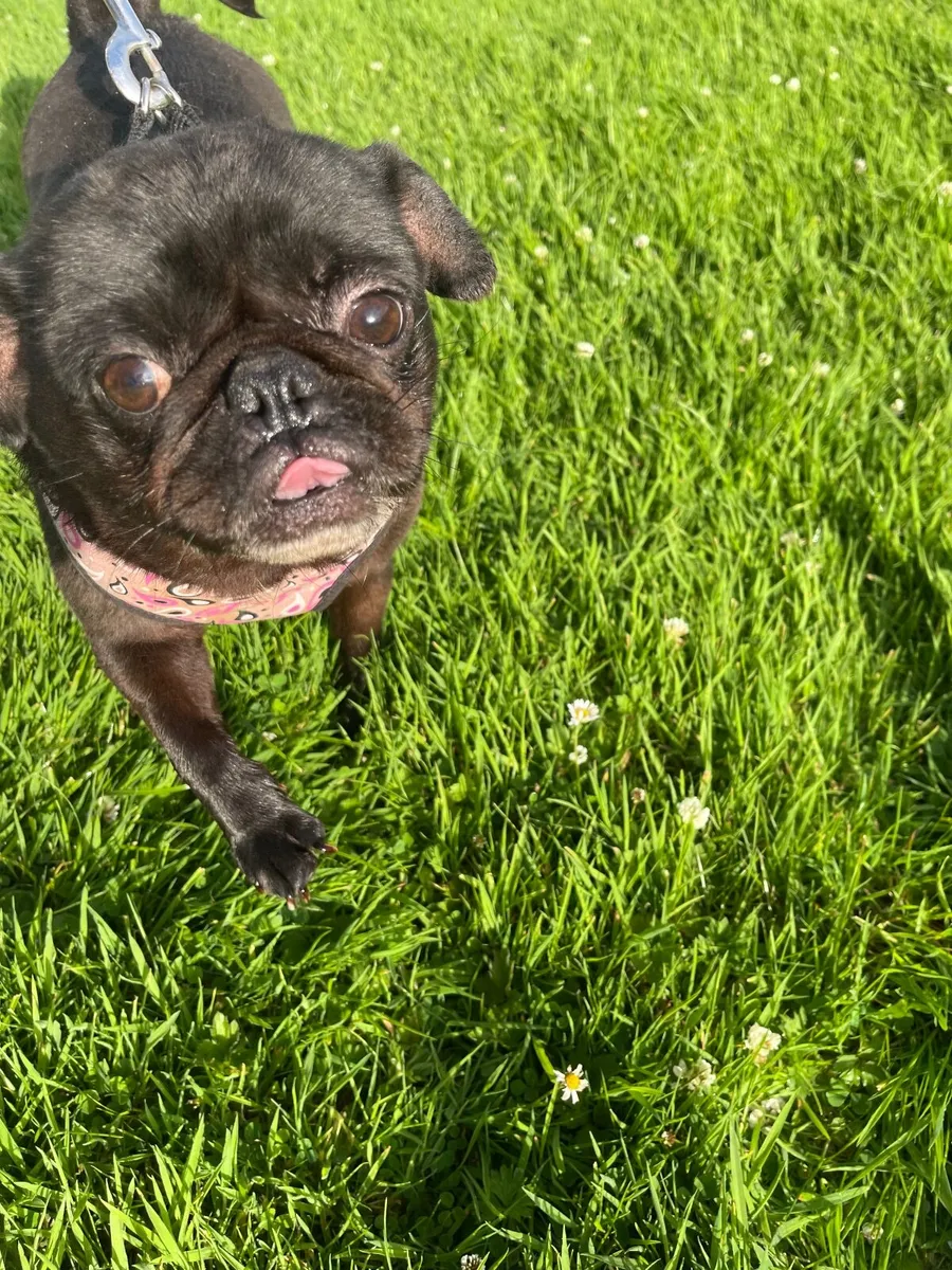 4 year old Female Pug looking for a new home - Image 3