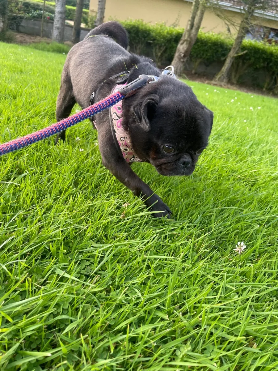 4 year old Female Pug looking for a new home - Image 4