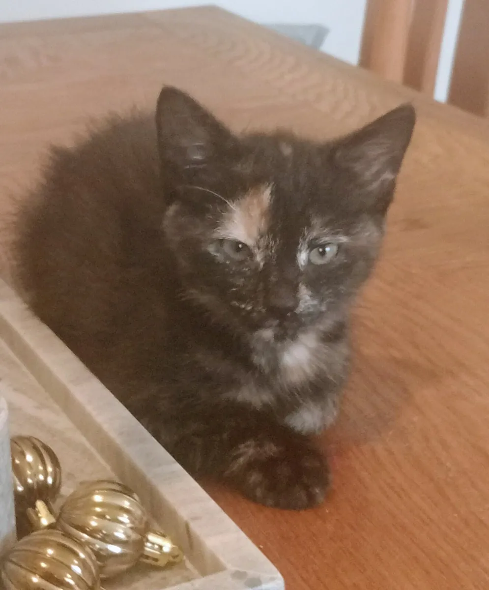 Last kitten left - Image 2