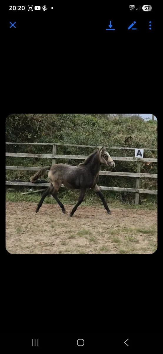 Horse dun filly foal sale or swap driving pony - Image 1