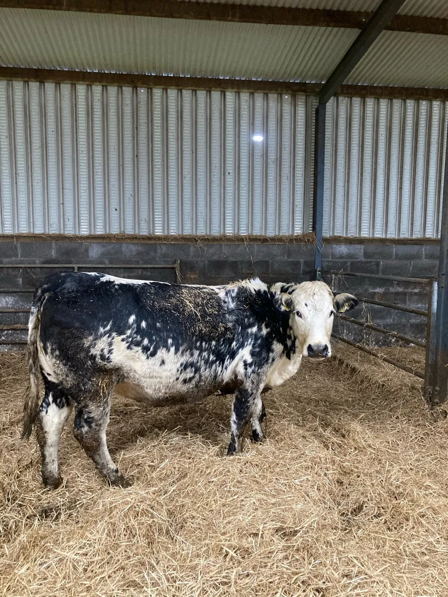 Incalf heifers - Image 1