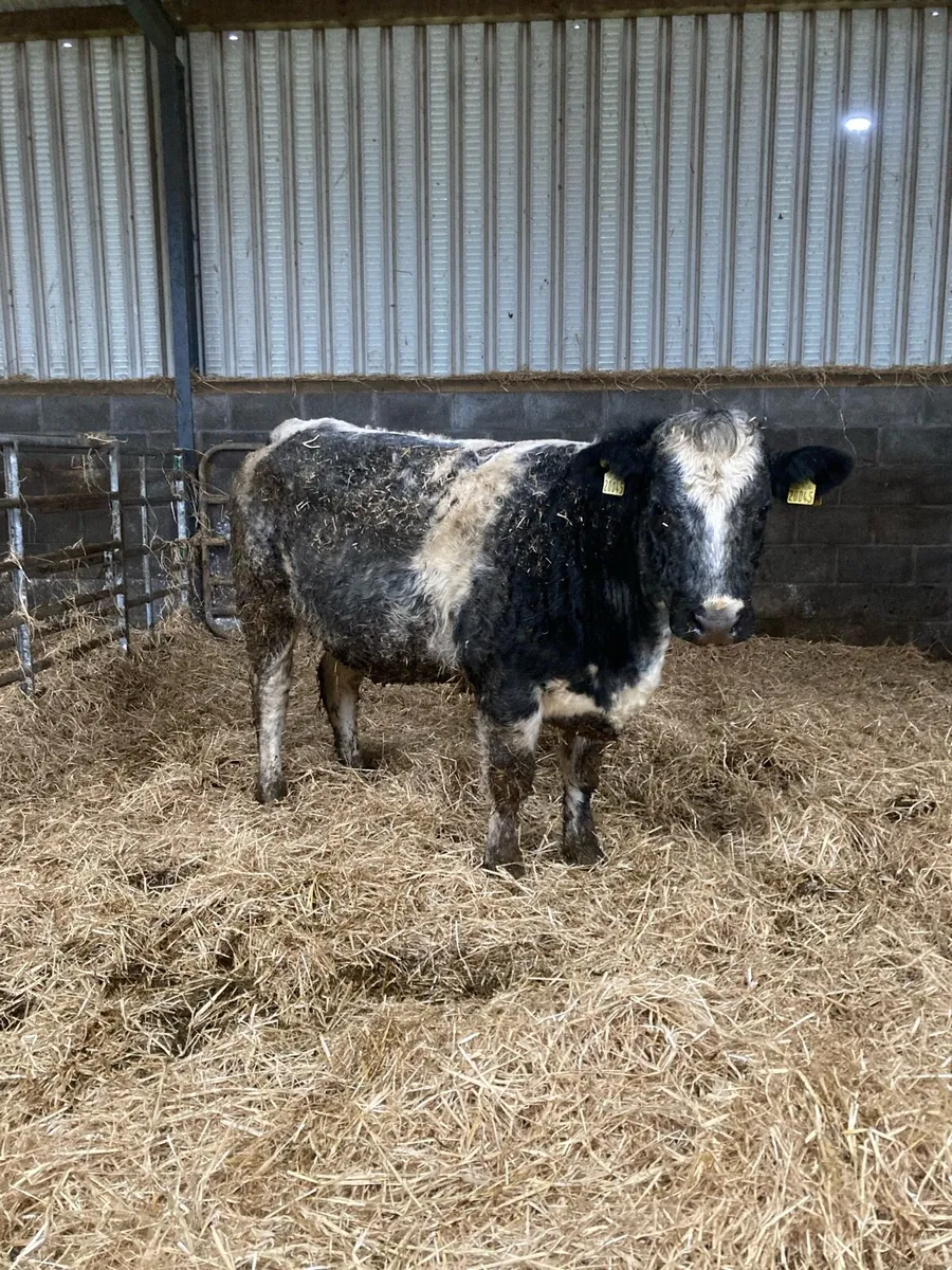 Incalf heifers - Image 2