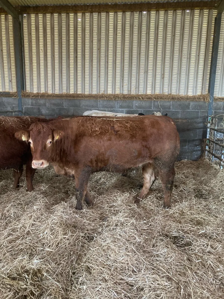 Incalf heifers - Image 3