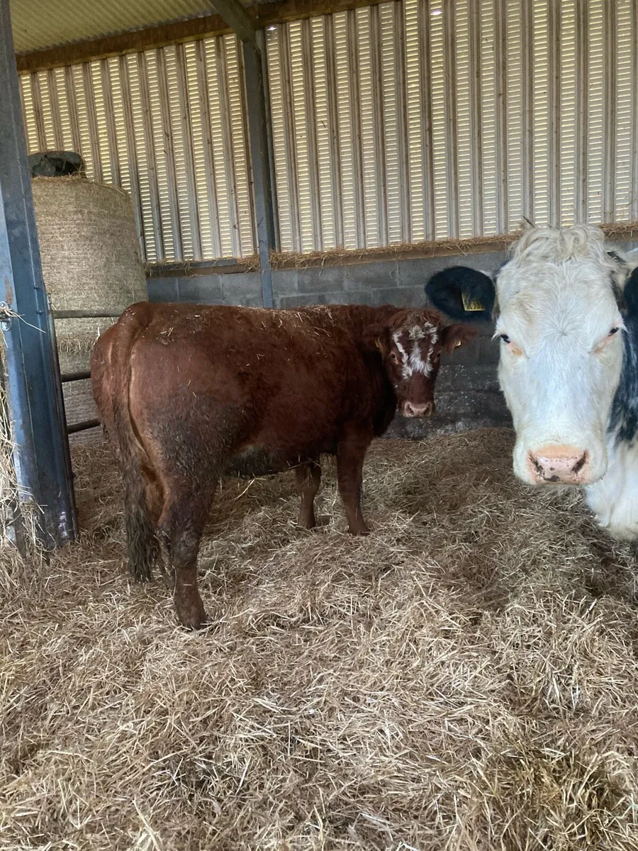 Incalf heifers - Image 4