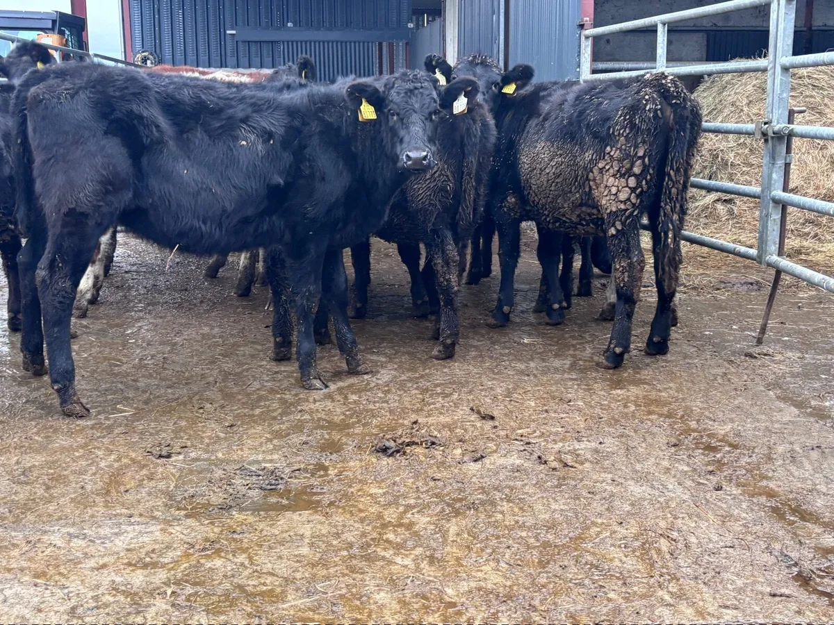 11 weanling heifers for sale @€945 - Image 2
