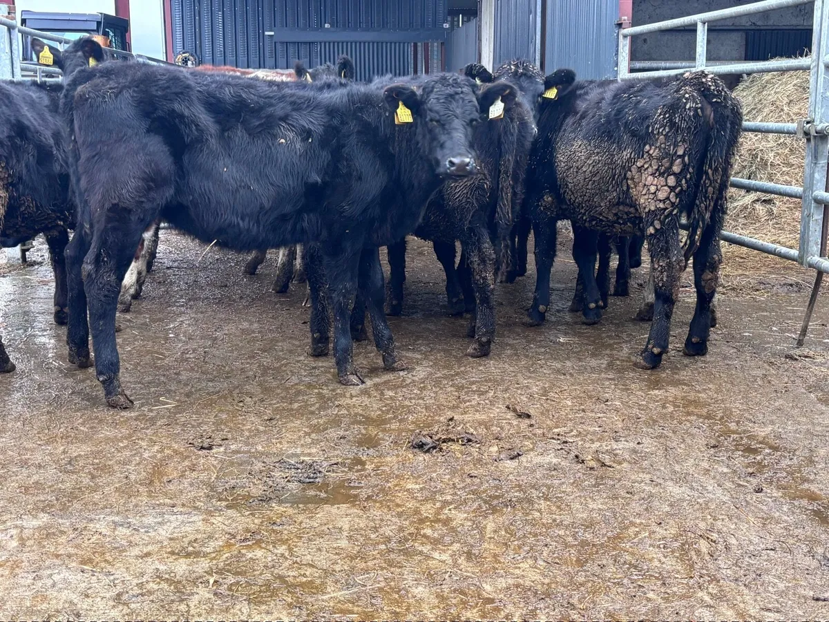 11 weanling heifers for sale @€945 - Image 1